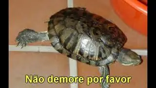 Paródia de 'Fico assim sem você' - Bactérias