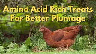 Amino Acid Rich Treats For Better Plumage
