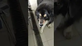 Тасин завтрак