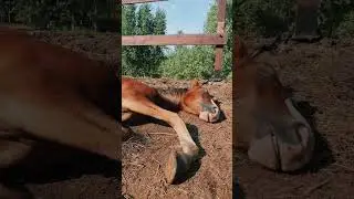 💤Лошади спят стоя? - Нет, лошади спят лежа и даже похрапывая, стоя лошади могут дремать)