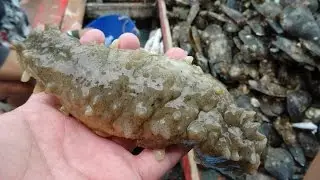 ปลิงทะเลแท้ๆ sea cucumber