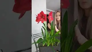 гиппеаструм