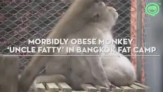 Thai monkey 'Uncle Fatty' goes to weight loss program | Coconuts TV