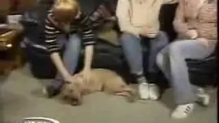 Crazy dog--by crazy I mean amazing