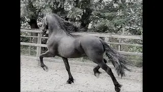 BOAZ, Friesian Horses  for sale https://www.blacksterlingfriesians.com questions? 415-272-2112