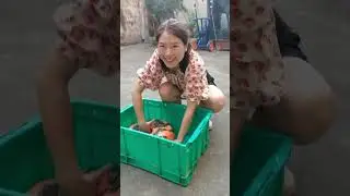 Cá biết khóc trả 100 triệu chưa bán #shortsfeed #shots #agriculture