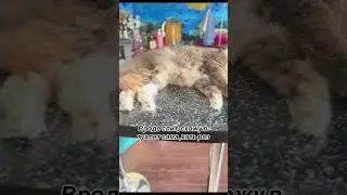 Без кота никуда #безкотажизньнета