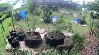 a visit from a florida Bobcat