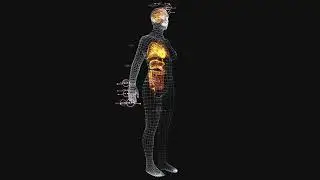 Anatomical Full Female