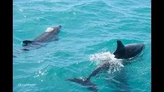 Dolphins in Algarve | Is Albufeira worth the trip?