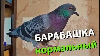 Барабашка - нормальный голубь!
