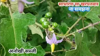 बहुत से फायदे है इस सब्जी के l🤔🤔 टू टू की सब्जी l बस्तर के इलाकों में ही इसकी सब्जी बनाई जाती है l