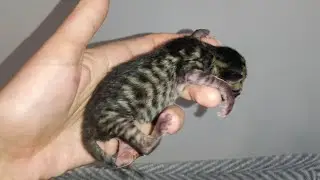 How kittens grow and change from birth to a month. So cute video!
