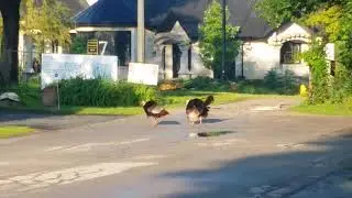 Toronto  Turkey