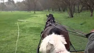 Horse Carriage Ride through Ancil Hoffman Park