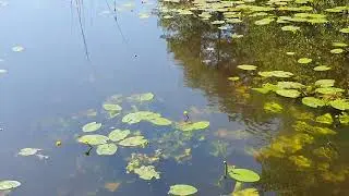 О шведской семье и немного о другом #sweden #family