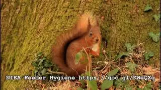 Red squirrels - Mount Stewart
