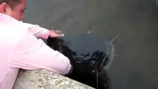 Ручной сом Гоша