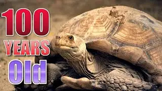 Exploring Zanzibar alone: Ancient turtles are enclosed at Prison Island