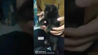 mapopopo jamani #short #youtubeshorts #animals #pets #petlover #shorts #pet #cats #cute #catlover