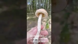 Свіжий підберезовик в СПЕКУ!!!#shorts