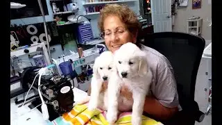 No Longer Live! - Jeannie's Designs is Going Live - Meet Ruby & Rosey