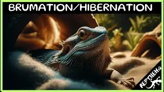 Understanding Brumation and Hibernation in Bearded Dragons