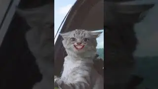 Basia cat 2023