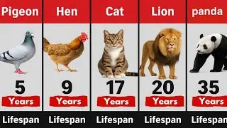 Lifespans OF All Animals