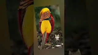 Солнечный фазан, если не ошибаюсь