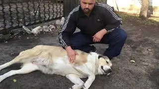 Плановая вязка Таир и Динара