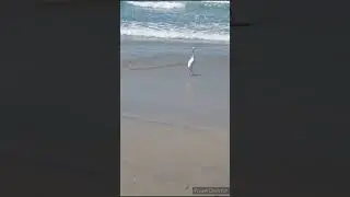 Ocean Sound Effect / Stork Walking / with sea gull squeaking sound effect