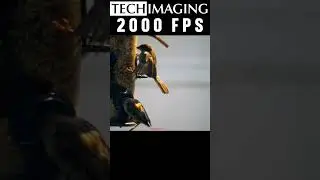 AOS Technologies J-PRI high speed camera filming a bird landing at 2,000 fps