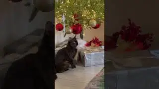 #одесса #christmas #cat #funny#котики #животные #funnycats