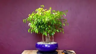 Pruning 2 Ficus Bonsai Forests - Ficus Benjamina and Microcarpa
