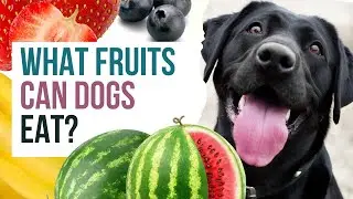 What Fruits Can Dogs Eat? Fruits To Share With Your Dog This Summer.