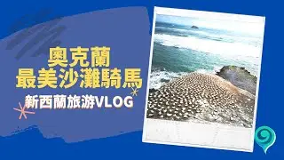 超浪漫！奥克兰原来还有可以在这么美的沙滩上骑马