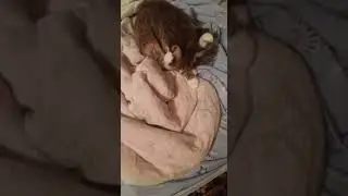 кошка по имени Кошка