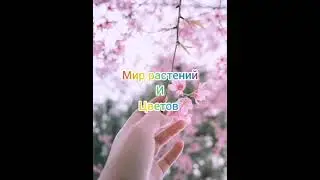 обзор моей рассады