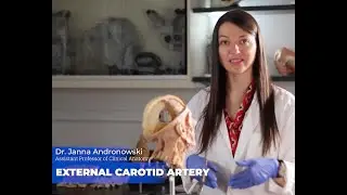 Carotid Artery