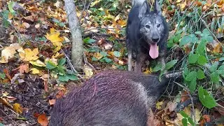 Охота на кабана с Лайками на Кавказе