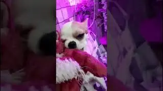 The most dangerous dog breed 