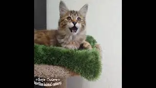 Котята курильский бобтейл.