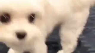 Собачка)