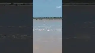 Розовый фламинго #pinkflamingos
