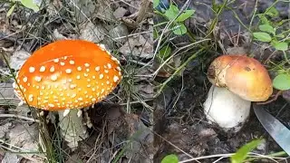 Дары леса. Часть 2.🌲🍄