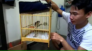 Cách vào cám cho chim Bách Thanh đơn giản nhất