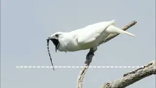 Удивительные факты о животных.