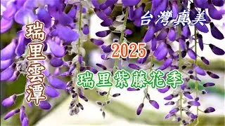 台灣真美 瑞里紫藤花季