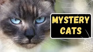 Why Do Cats Sneak Around?